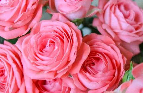 Pink roses Stock Photos