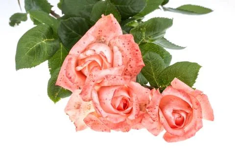 Pink Roses Stock Photos