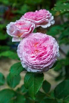 Pink Roses Stock Photos
