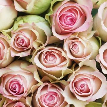 Pink Roses Stock Photos