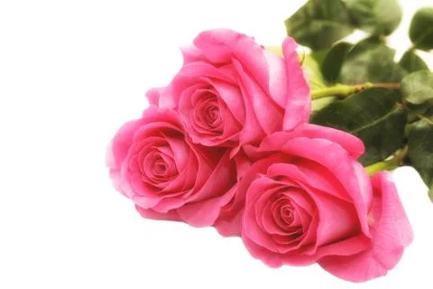 Pink roses Stock Photos