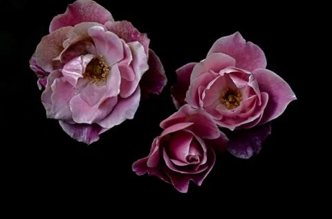 Pink Roses Foto stock