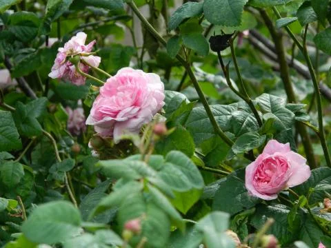 Pink roses Stock Photos