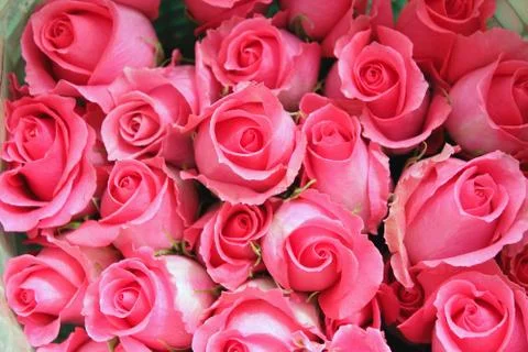 Pink roses Stock Photos