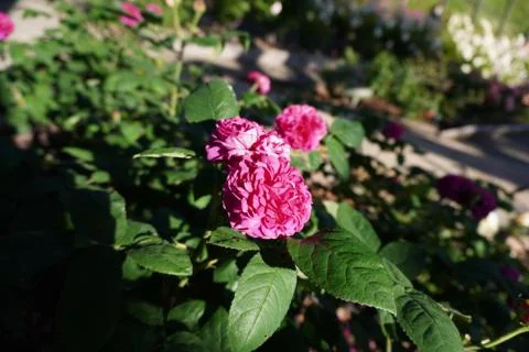 Pink roses 스톡 사진