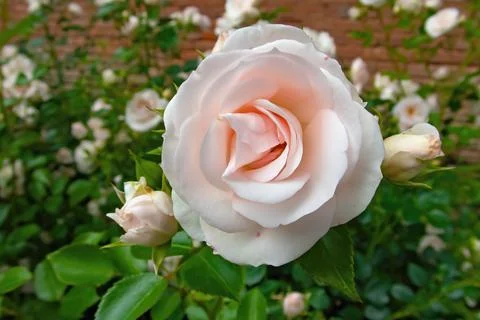 Pink roses Stock Photos