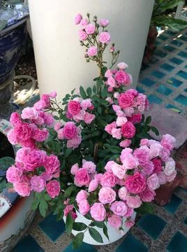 Pink roses Stock Photos