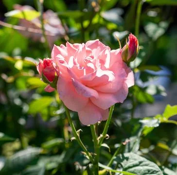 Pink Roses Foto stock