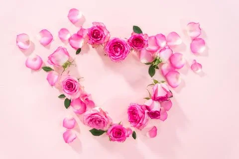 Pink roses Stock Photos