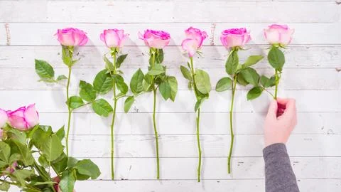 Pink roses Stock Photos