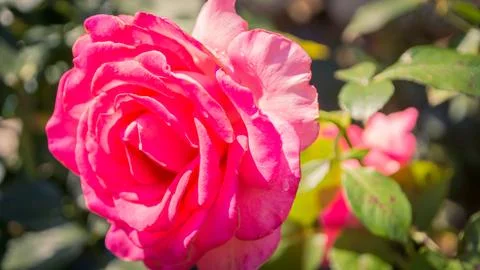 Pink roses Stock Photos