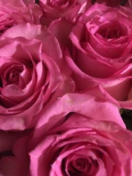 Pink roses Stock Photos
