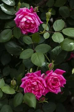 Pink Roses Stock Photos