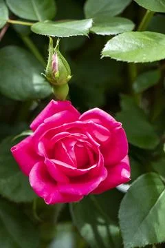 Pink Roses Stock Photos