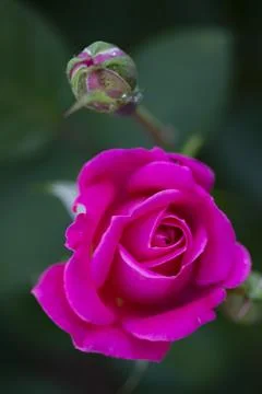 Pink Roses Foto stock