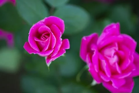 Pink Roses Stock Photos