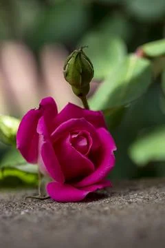Pink Roses Foto stock