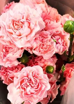 Pink roses Stock Photos