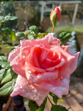 Pink roses Stock Photos