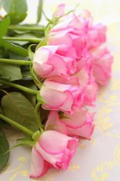 Pink roses pretty background Stock Photos
