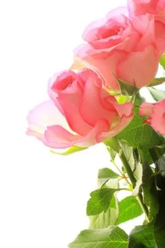 Pink roses pretty background Stock Photos