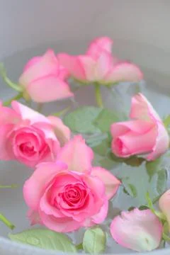 Pink roses pretty background Stock Photos