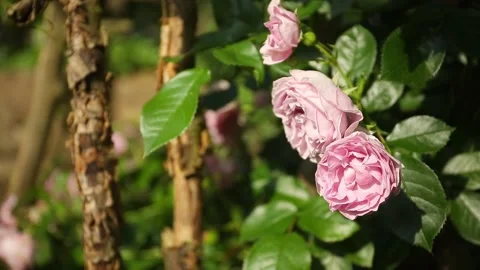 Pink roses right sided with green bokeh background in the garden. Stock Footage 244066478