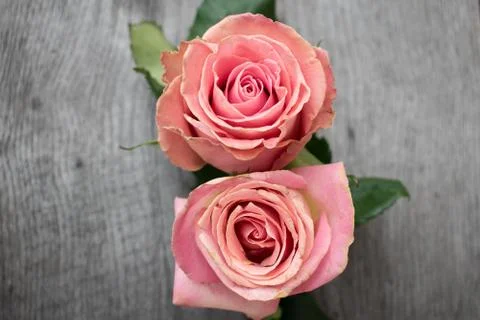 Pink roses in a rustic background. Stock Photos