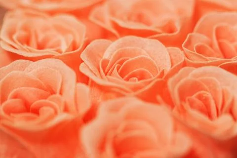 Pink roses selective focus close-up capture Stock Photos