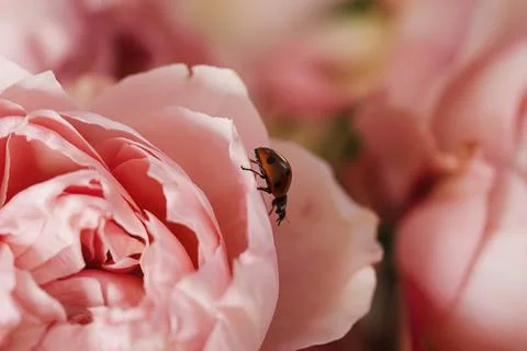 Pink roses with a small red bug on the petals. Stock Photos