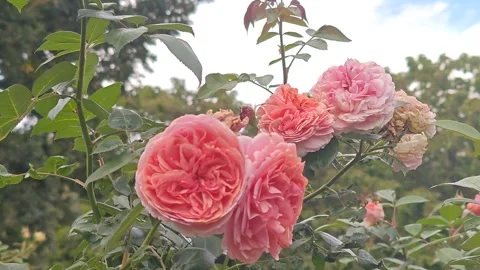 Pink roses sway in the wind Stock Footage 317116723
