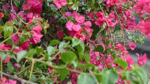 Pink Roses Swaying While It Rains Stock Footage 37290083