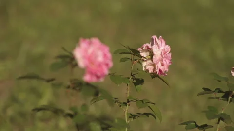 Pink roses swing in the wind Stock Footage 167467739