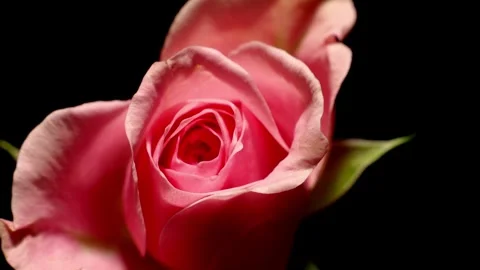 Pink Roses Time-lapse Stock Footage 273837163