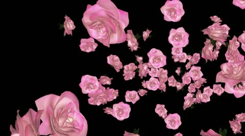 Pink Roses Transition - Transparent clip (+ alpha channel) Stock Footage