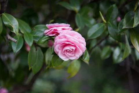 Pink Roses in Tree Stock Photos