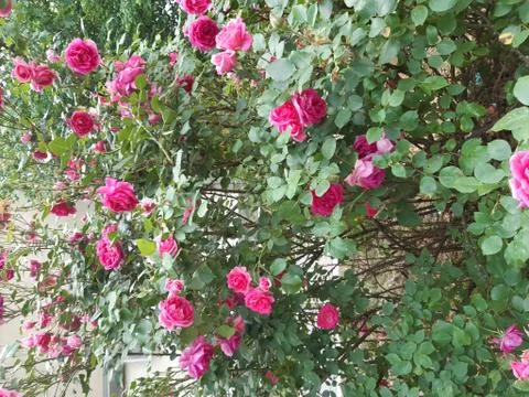 Pink Roses Tree Stock Photos
