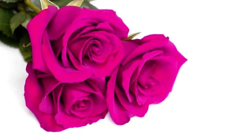 Pink roses on a white background. Stock Footage 167792738