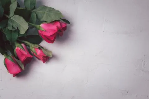 Pink roses on a white background Stock Photos