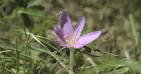 Pink saffron crocus flower in the wind Stock Footage 231117587