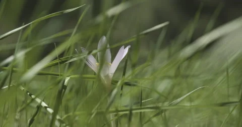 Pink saffron crocus flower in the wind Stockbeeldmateriaal 231118000