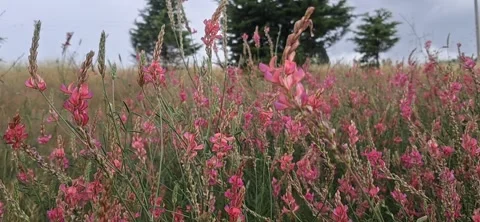 Pink sainfoin flowers in wind Stock Footage 337322946