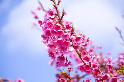 Pink sakura on background sky Stock Photos