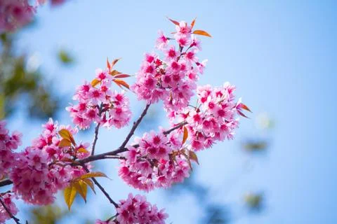Pink sakura on background sky Stock Photos