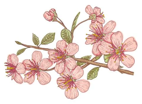 Pink sakura blossom 库存插图