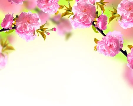 Pink sakura blossom, spring background 写真素材