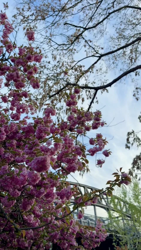     Pink Sakura Blossoms in Berlin Springtime Stock Footage 335600026