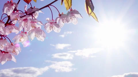 Pink sakura branch shaking in the wind against blue sky and bright sun Vidéo 243162002