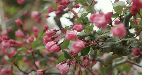 Pink Sakura budding during cherry blossom season in Japan Stock-Footage 107482173