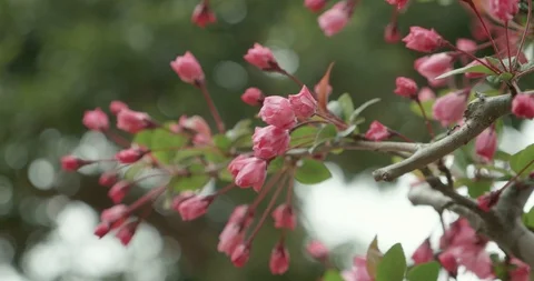Pink Sakura budding during cherry blossom season in Japan Video stock 107730607